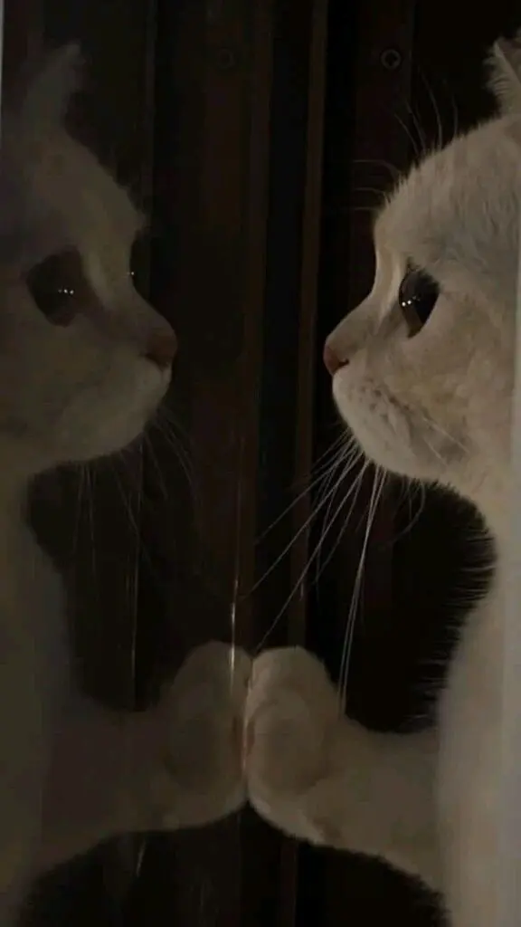 Aesthetic Sad Cat Pfp