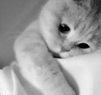 Aesthetic Sad Cat Pfp
