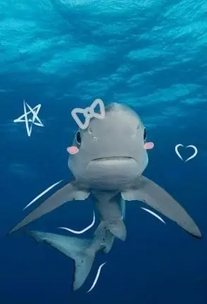 Shark PFP