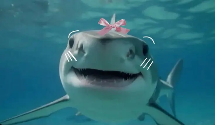 Shark PFP
