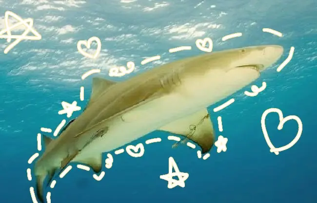 Lemon Shark Pfp