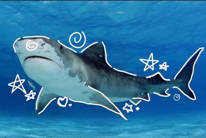 Tiger Shark Pfp