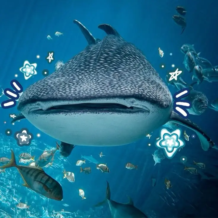 Whale Shark Pfp