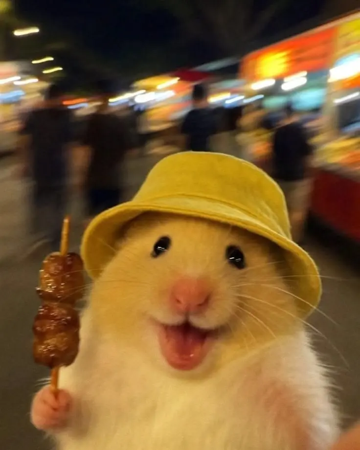 Hamster PFP Funny
