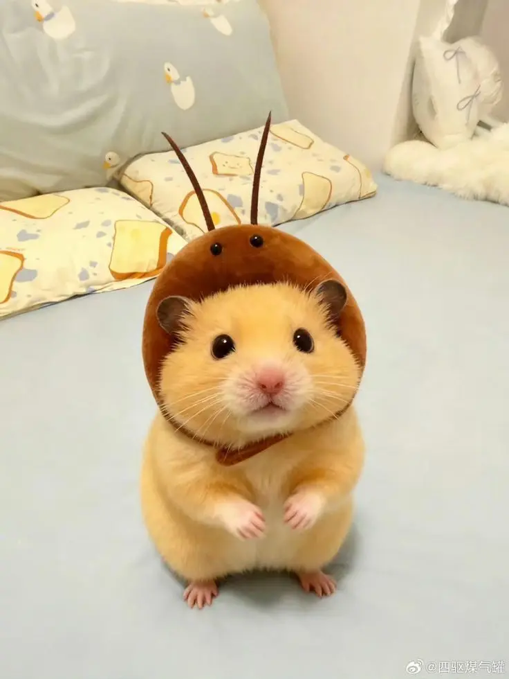 Hamster PFP