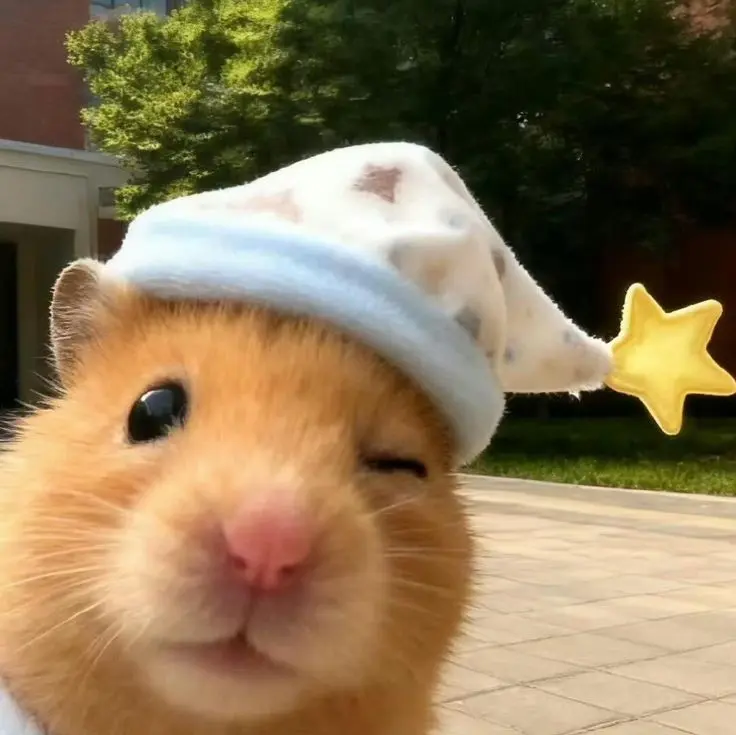 Hamster PFP