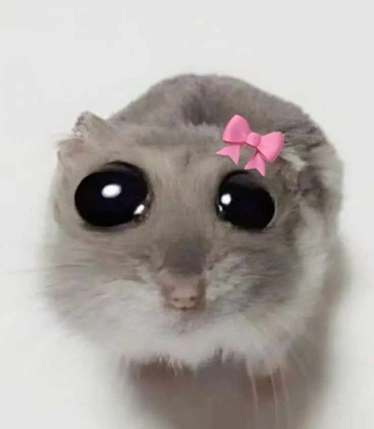 Sad Hamster PFP