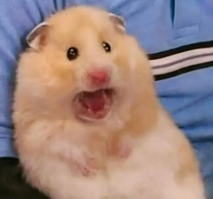Hamster PFP