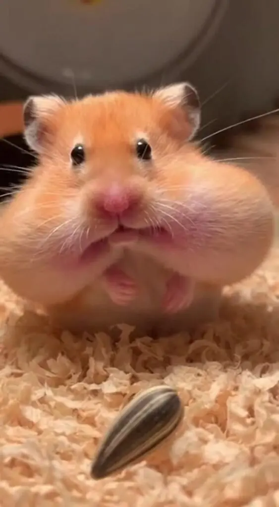 Scared Hamster PFP